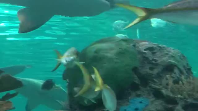 Lots of big shark be quite in aquarium