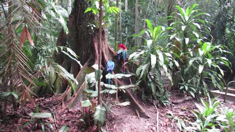 Nature birds and parrots like to be free in the woods