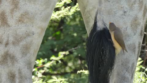 Yellow-billed oxpecker eats ticks and other insects from the fur and skin of the giraffe
