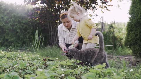 Funny and cute pets Cat Video