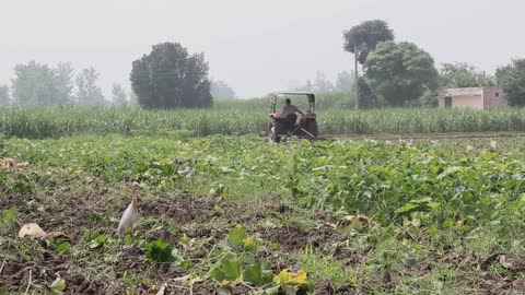 Agriculture in Egypt