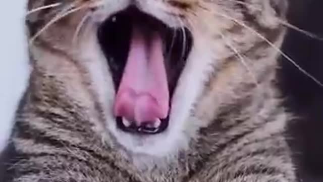 Funny cat yawning with sound