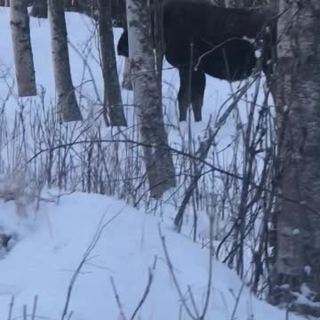 More moose by the house!