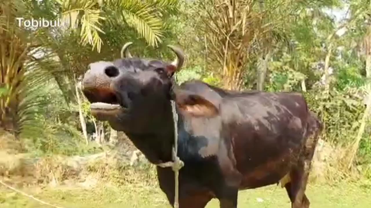 Have you ever heard the sound of a cow? Click on the video and hear the sound in a new way.