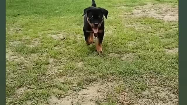 Rottweiler puppy ❣️