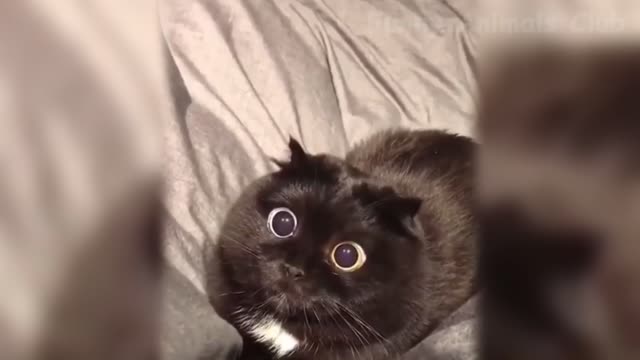 The Best Funny Videos Of Cats And Dogs 🐶😹