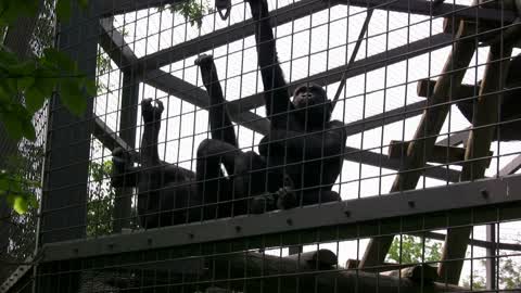 Two young Gorillas on side of cage
