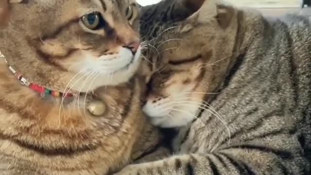 very romantic cats