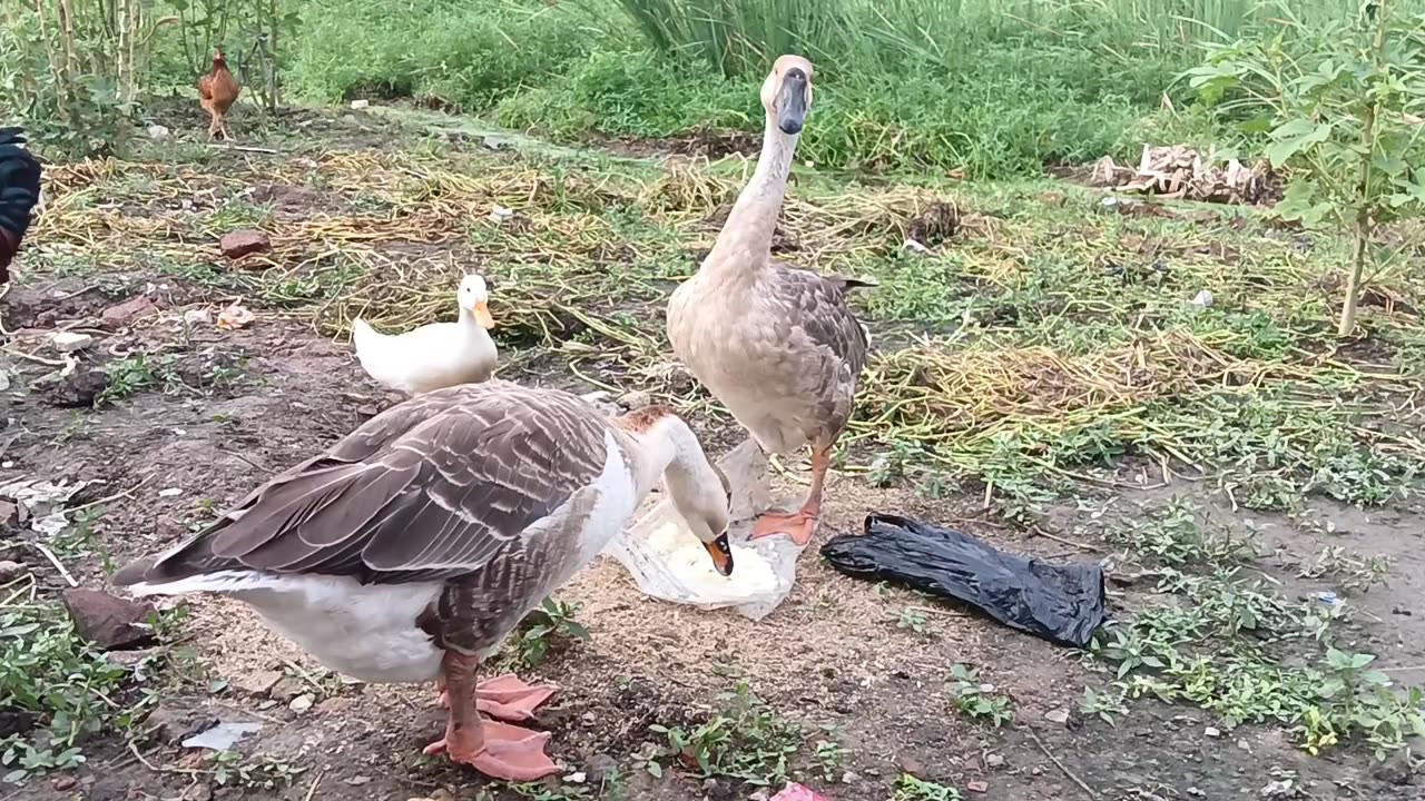 Duck Eating A Fun Feeding Moment