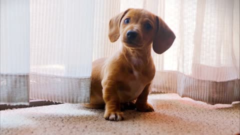 My little puppy is being confused seeing in a mirror.