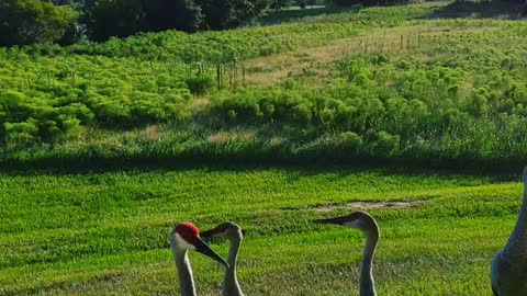 Sandhill Cranes