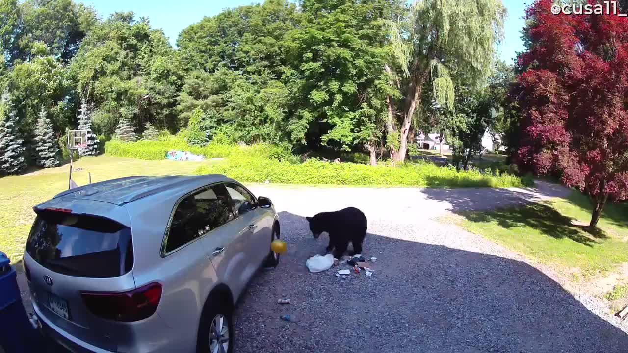 Dude Throws Dodgeball at Bear