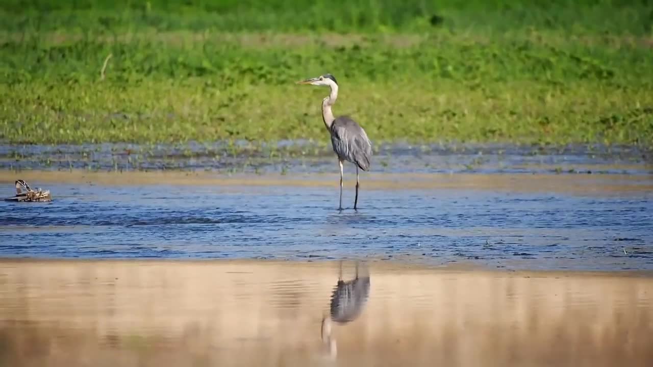 uniq bird sound