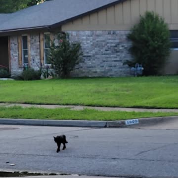 Bandit gets attacked