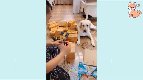 You will laugh at all the DOGS🤣 Funny DOG Video😂🐶