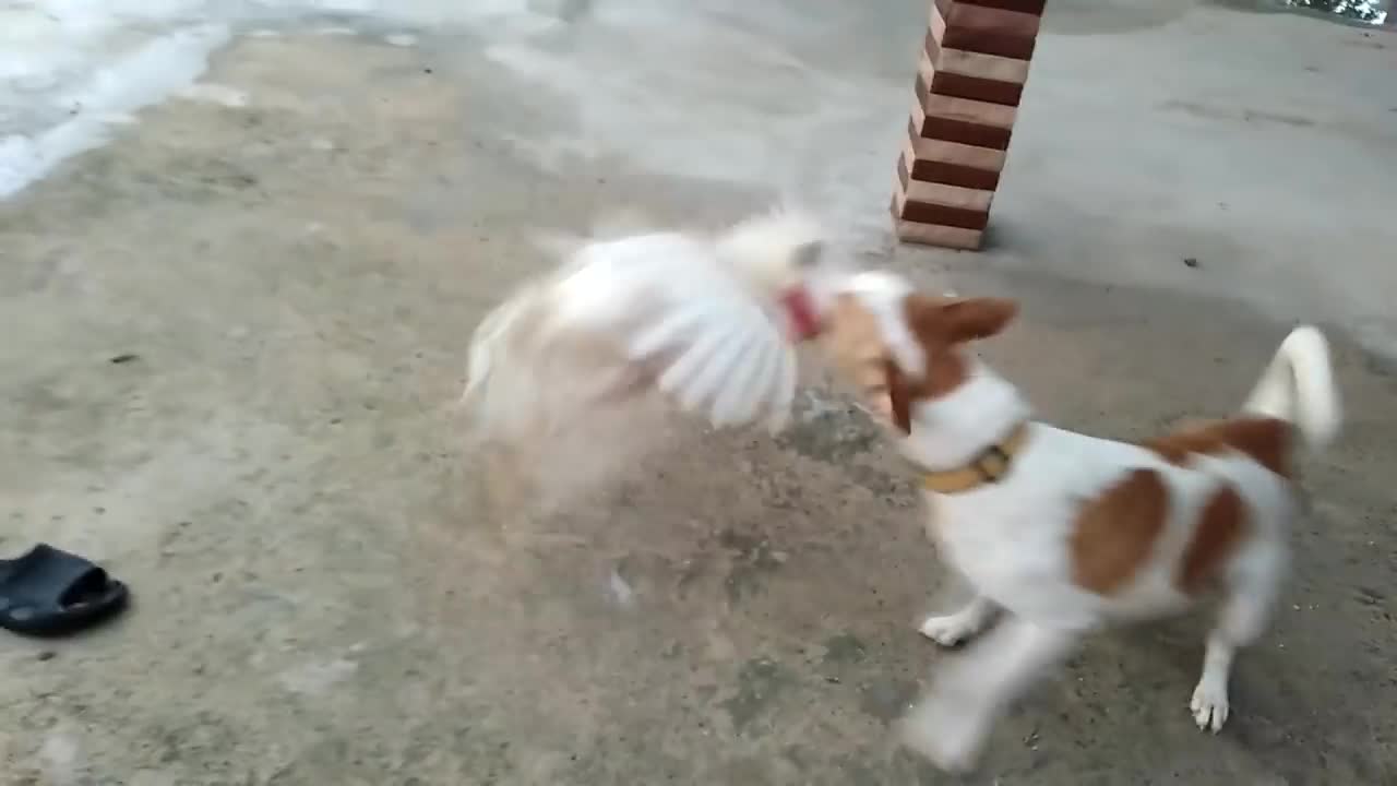 Dog and Chicken fight Boonrod (chicken) hit the wood