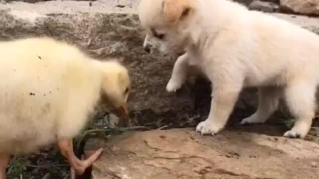 Cute small |dog cute puppy|small dog playing|aww so cute|loving dog