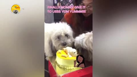 Dog and cat reaction when cutting the cake - Funny dog and cat reaction videos