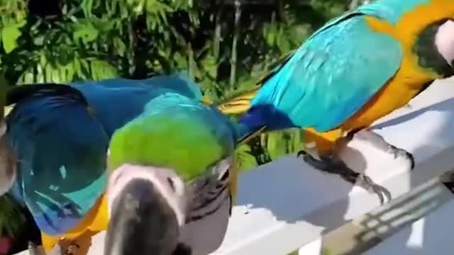 Funniest Animals - Best Of The 2021 Funny Animal Videos #11