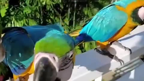 Funniest Animals - Best Of The 2021 Funny Animal Videos #11