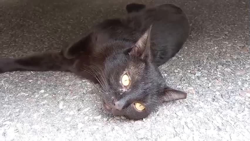 Nero, the black cat acting cute.