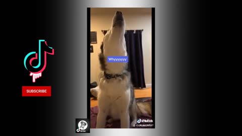 Funny Pets Husky - compiled videos