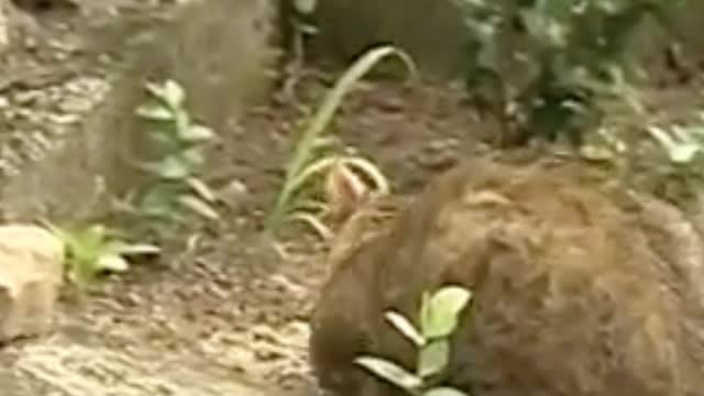 Gato esperto amputado