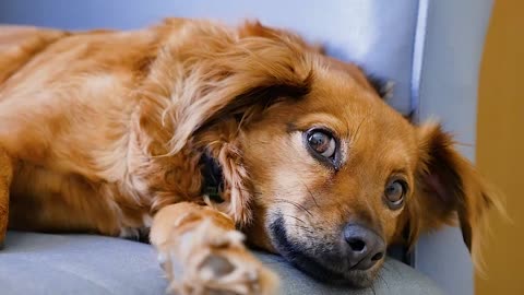 Cute puppy waiting