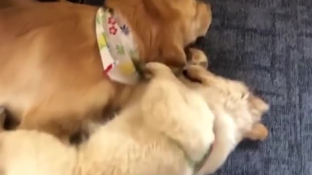 Funniest & Cutest Golden Retriever Puppies