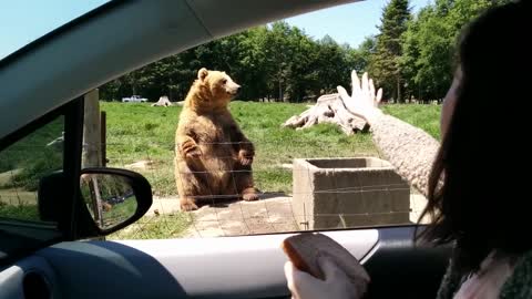 Big Bear Demonstrated An Amazing Catching Skill