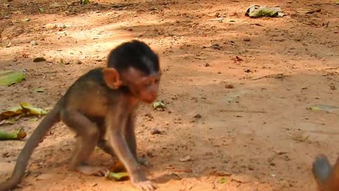 Funny Animals, Small baby monkey Scare daddy #6#love animals