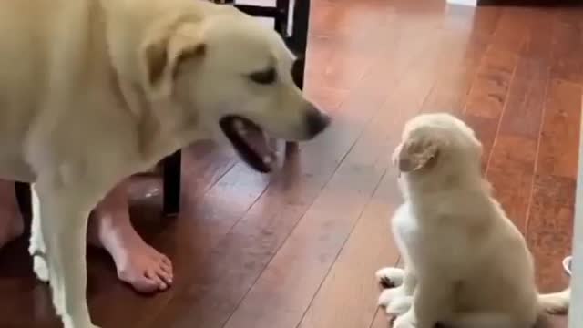 Puppy Mother love his son