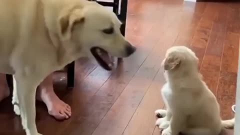 Puppy Mother love his son