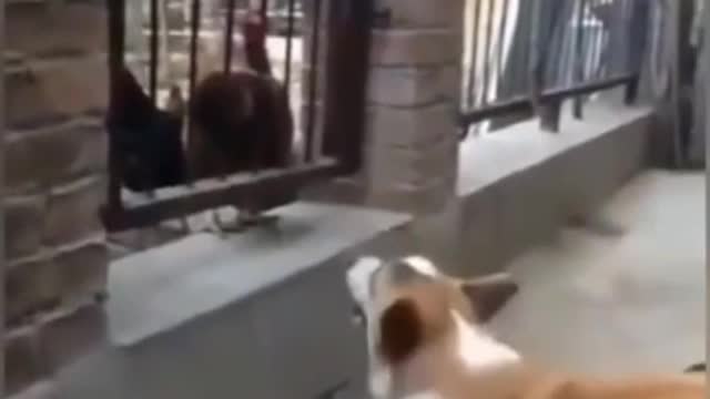 Pets funny video