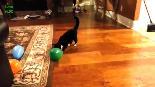 Chillin’ Cats &} Funniest Cats &} Best Of The 2022 Funny Cat Videos