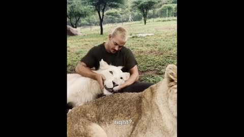 Lion as pet...dangerous