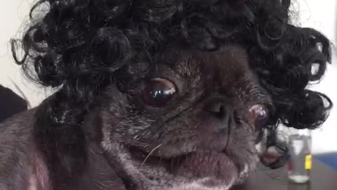 Black dog wearing curly haired black wig