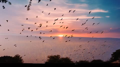 golden hour together with birds