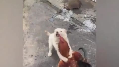 Funny dog scared from chicken
