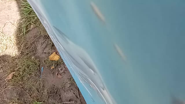 Tete's Morning Glories