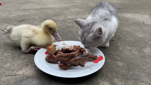 A sumptuous lunch banquet