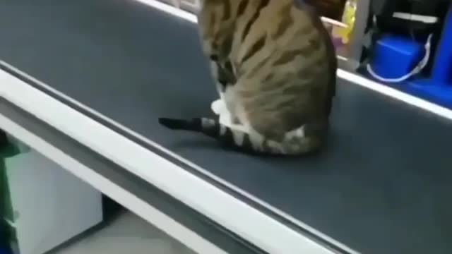 Cat funny video