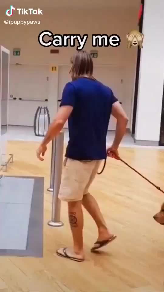 Dog scared of escalator