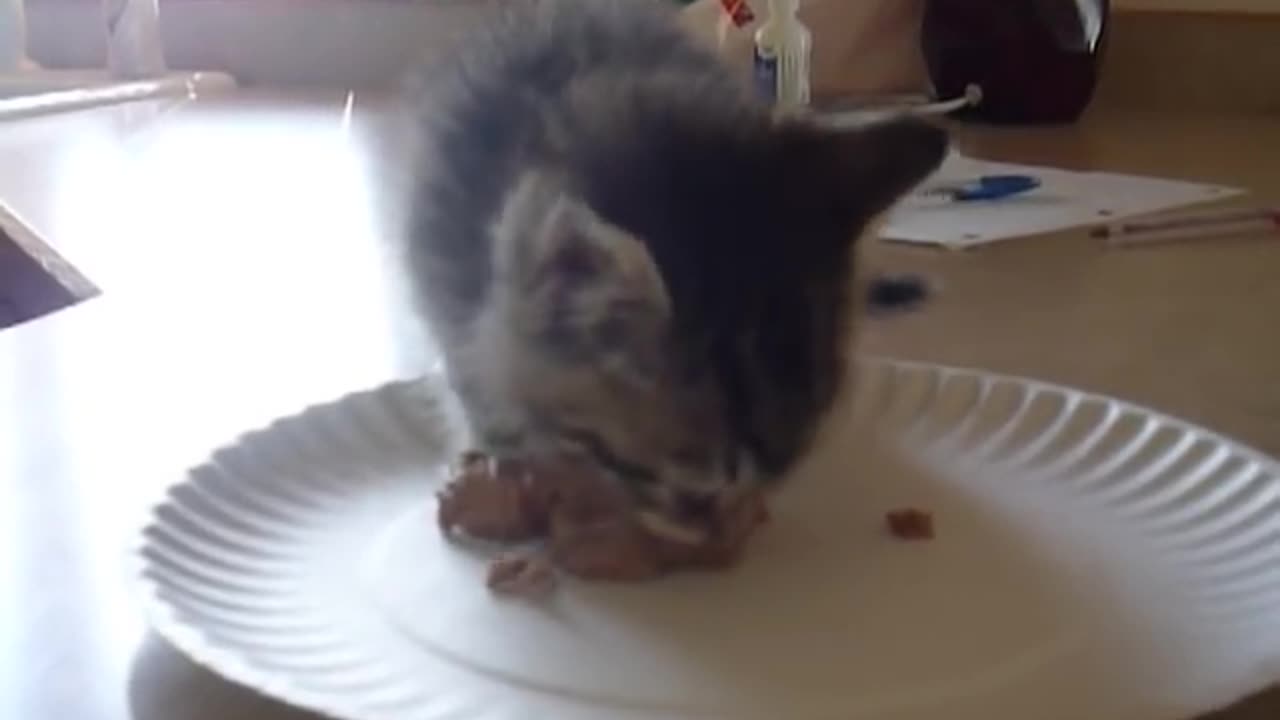 Hungry Kitten Wants Food