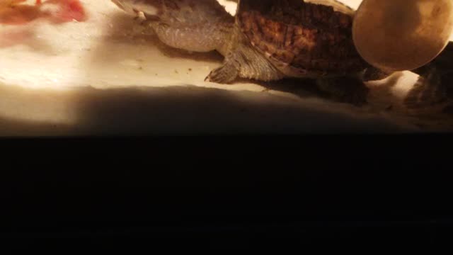 Flash feeding part 2