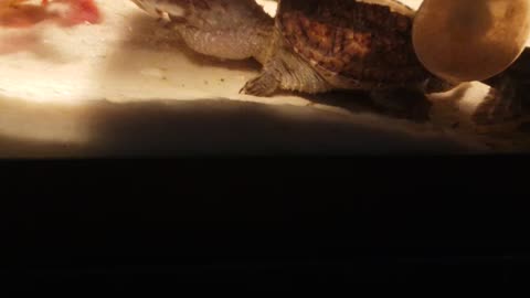 Flash feeding part 2