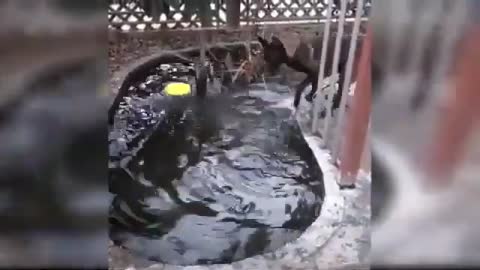 Amazing Funny dog compilation