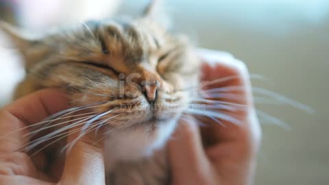 beautiful cat