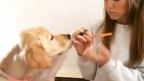 The Dog Wants Nail Care