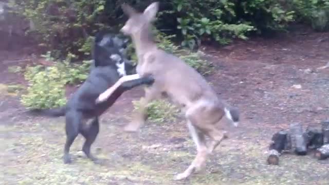 Deer fighting with my dog!!!Jiṅkegaḷu nanna nāyiyondige hōrāḍuttave